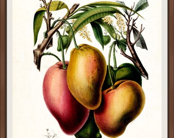 Le Mangotier - Flore D’Amerique, 1843 - A4 / A3 papier d’art lourd, encres d’archives