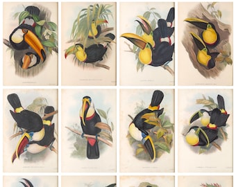 12 x Antique toucan postcards – a set of 12 individual 18th c. reproduction art postcards -  premium-quality 300gsm matte photo paper