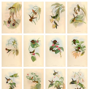 12 cartoline antiche con colibrì: un set di 12 cartoline artistiche riprodotte individualmente del XIX secolo - carta fotografica opaca premium da 300 g/m²
