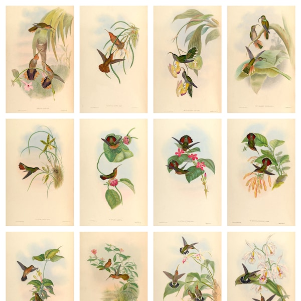 12 x Antique hummingbird postcards – a set of 12 individual 19th century reproduction art postcards -  premium 300gsm matte photo card