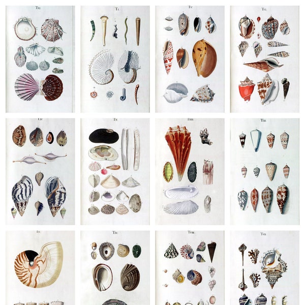 12 x antique seashell postcards – a set of 12 reproduction late 18th c. art postcards - 300gsm premium-quality matte photo card