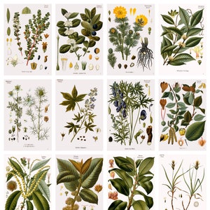 12 cartoline di piante medicinali di Köhler n. 5 – un set di 12 cartoline artistiche riprodotte – cartoncino fotografico opaco di qualità premium da 300 gsm