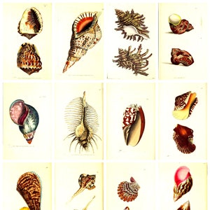 12 cartoline antiche con conchiglie n. 2 – un set di 12 riproduzioni di cartoline artistiche di fine XVIII secolo – cartoncino fotografico opaco di qualità premium da 300 gsm