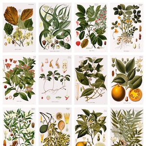 12 cartoline di piante medicinali di Köhler n. 3: un set di 12 cartoline artistiche riprodotte - cartoncino fotografico opaco di qualità premium da 300 gsm