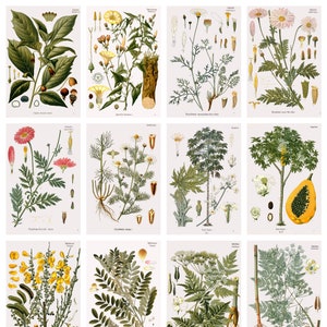 12 x Cartes postales #2 Plantes médicinales de Köhler - lot de 12 reproductions d'art - Carte photo mate de haute qualité 300 g