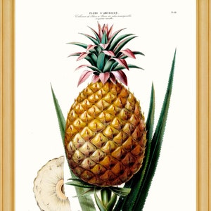 L' Ananas Flore D'Amerique, 1843 papel artístico pesado A4 / A3, tintas de archivo imagen 1