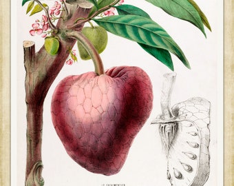 Le Cachimentier - Flore D’Amerique, 1843 - A4 / A3 papier d’art lourd, encres d’archives