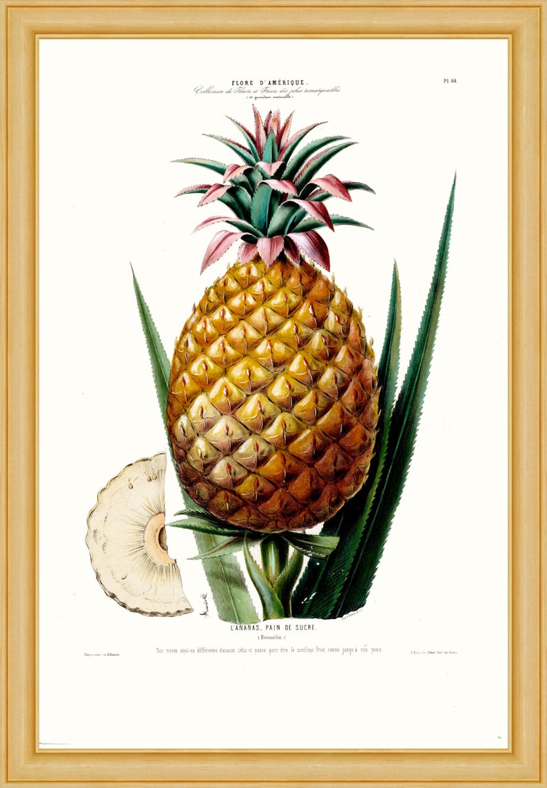 L' Ananas Flore D'Amerique, 1843 papel artístico pesado A4 / A3, tintas de archivo imagen 1