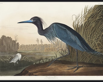 James Audobon, Blue Heron, 1872 - A4 / A3 reproduction fine art print. Heavyweight paper / real art canvas