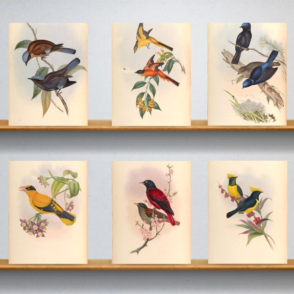 6 x A4 Antique bird prints – a set of six individual reproduction 19th c prints. A4 / A3 heavyweight art paper, archival inks