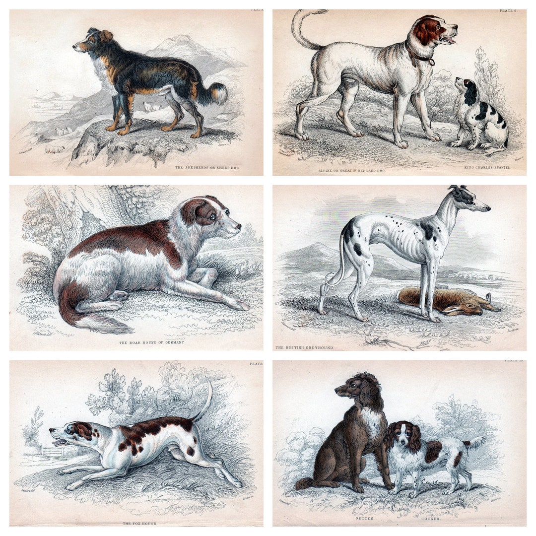 6 X A4 Antique Hunting Dog Prints a Set of Six Individual Reproduction