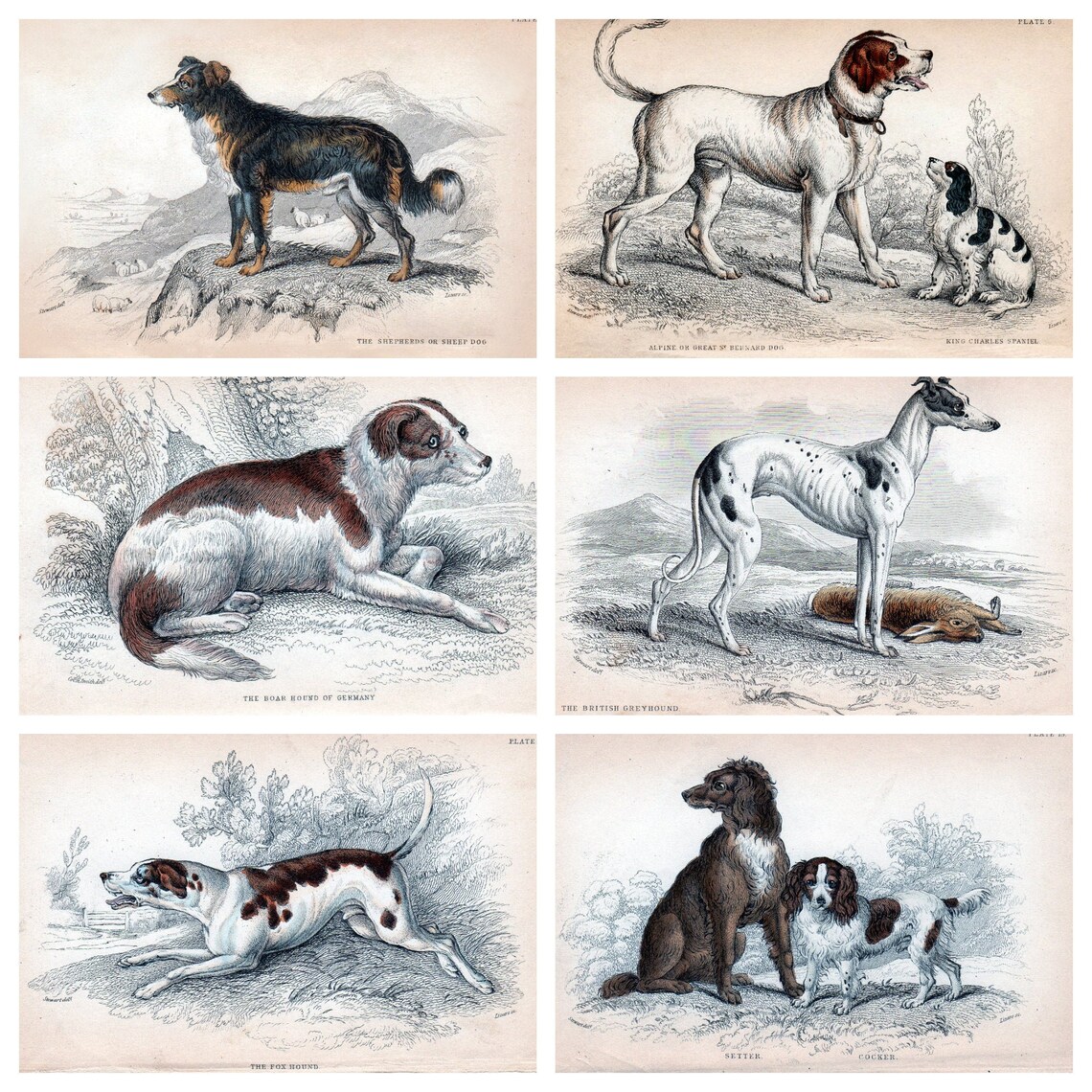 6 X A4 Antique Hunting Dog Prints a Set of Six Individual - Etsy UK