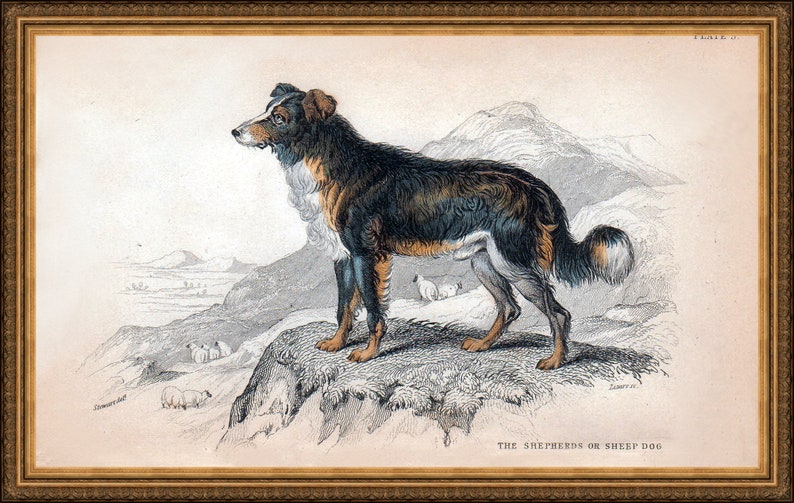 6 X A4 Antique Hunting Dog Prints a Set of Six Individual Etsy UK