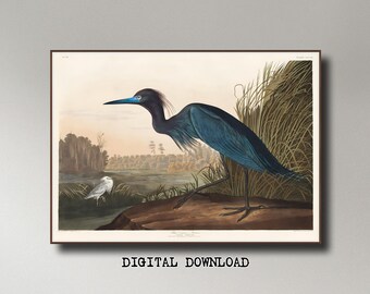 James Audobon, Blue Heron, 1872, INSTANT DOWNLOAD ultra-hi-res XL 300dpi print-ready digital files in 5 ratios