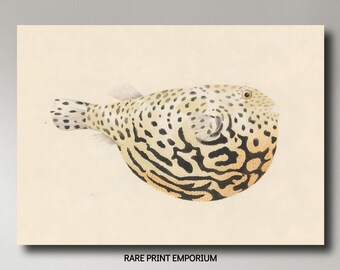 Luigi Balugani, Unidentified Fish #3, 1737 -1770,  museum-quality 250gsm matte paper giclée print /art canvas / unframed / framed