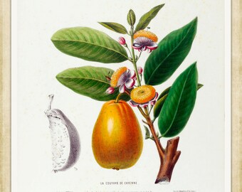 La Coulyave de Cayenne - Flore D’Amerique, 1843 - A4 / A3 papier d’art lourd, encres d’archives