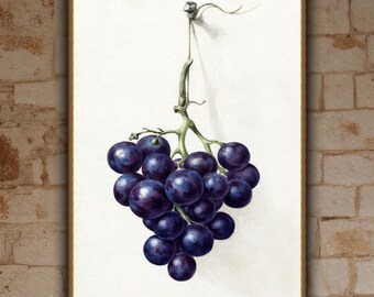 Jean-Bernard, Bunch of Blue Grapes,  c. 1775 - 1830, museum-quality 250gsm matte paper giclée print /art canvas / unframed / framed