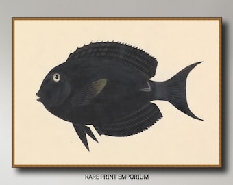 Luigi Balugani, Unidentified Fish #2, 1737 -1770,  museum-quality 250gsm matte paper giclée print /art canvas / unframed / framed