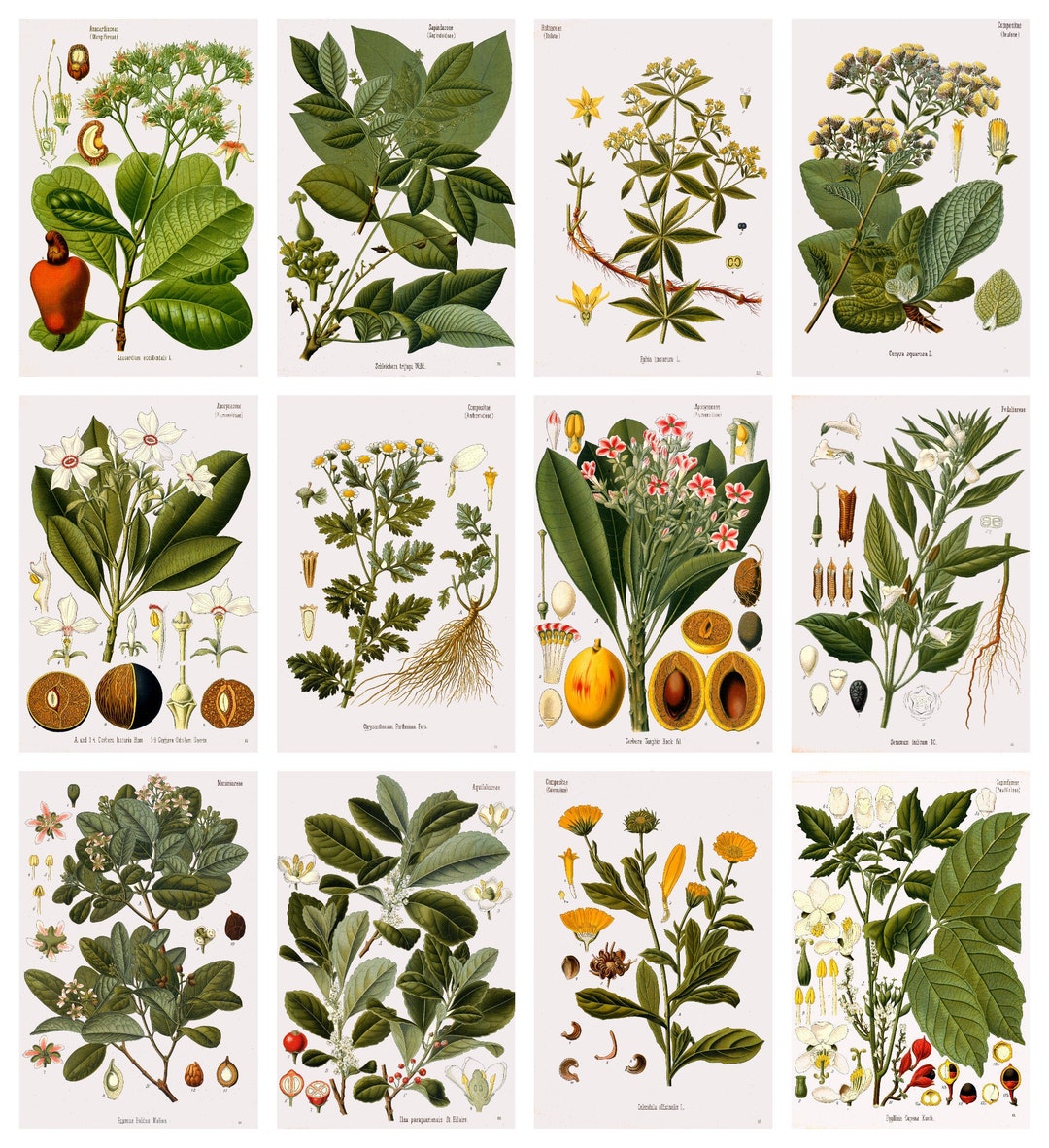 12 X Köhler's Medicinal Plants Postcards 4 a Set of 12 - Etsy