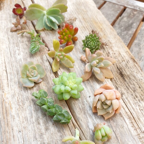 Baby succulents | 8 small cuttings | mixed collection | gift for plant lover | succulent pups