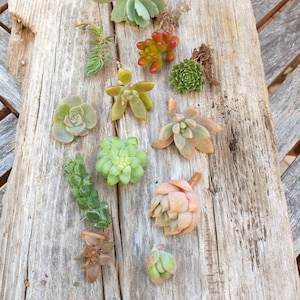 Pode incluir: Uma variedade de estacas de suculentas em várias formas e cores, incluindo verde, vermelho e pêssego, dispostas sobre uma superfície de madeira envelhecida. As suculentas são mostradas de cima, mostrando suas texturas e formas únicas.