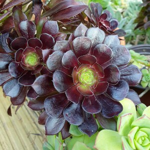 Aeonium arboreum atropurpureum var. Zwartkop | black rose succulent | purple houseplant | dry gardening