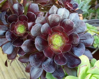 Aeonium arboreum atropurpureum var. Zwartkop / rosa negra suculenta / planta de interior púrpura / jardinería seca