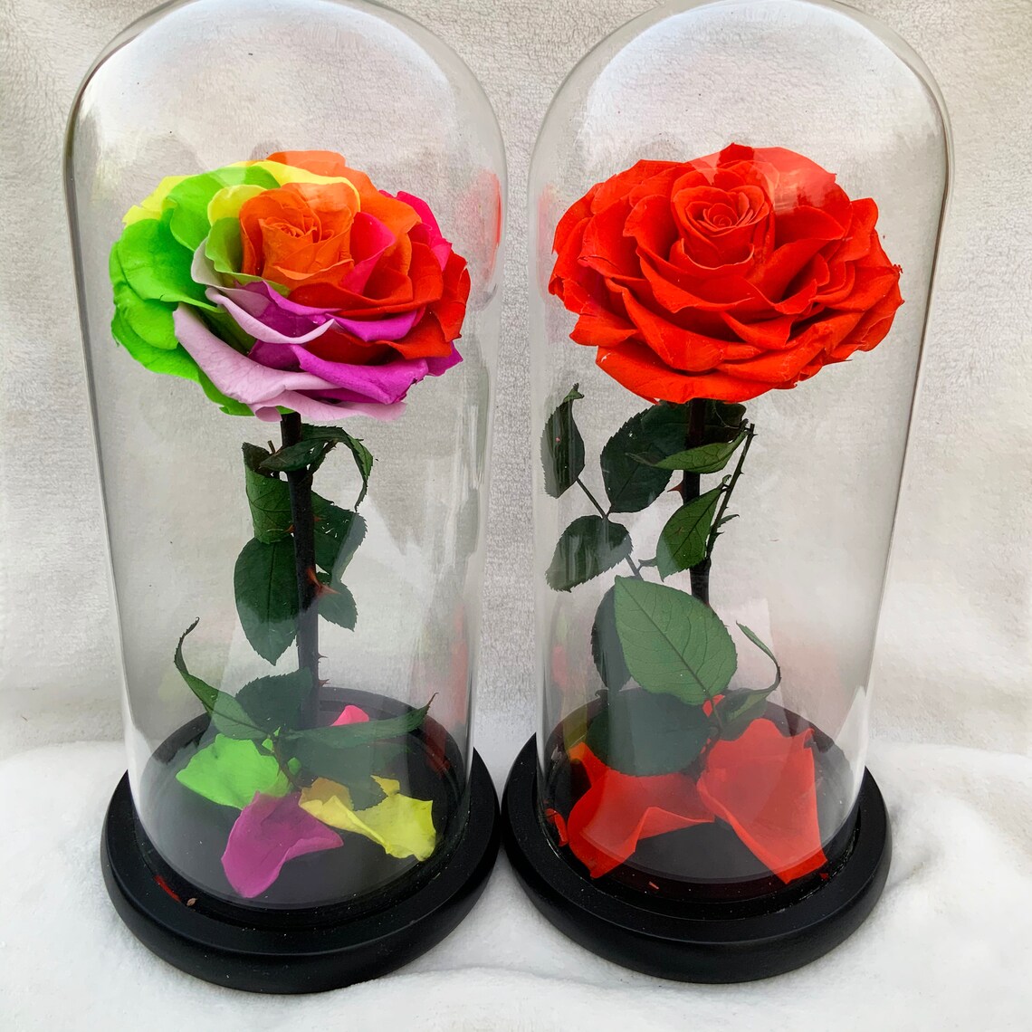 Medium Single Rose in a Glass Dome made with Real Etsy