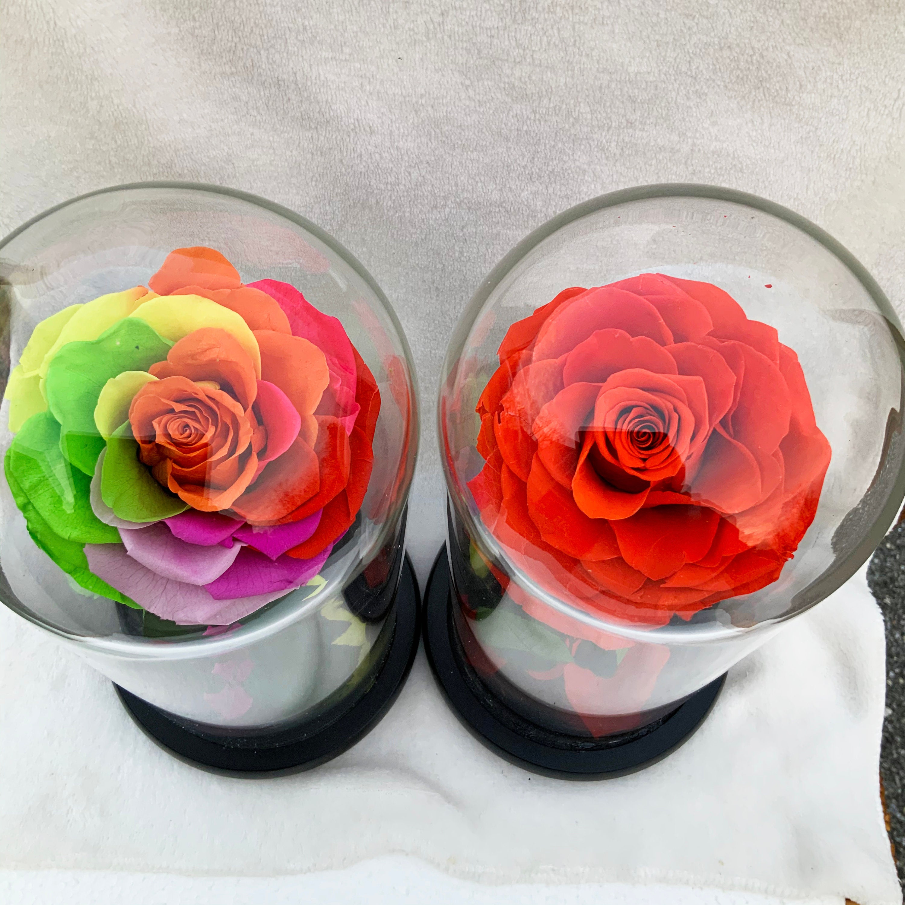 Medium Single Rose in a Glass Dome made with Real Etsy