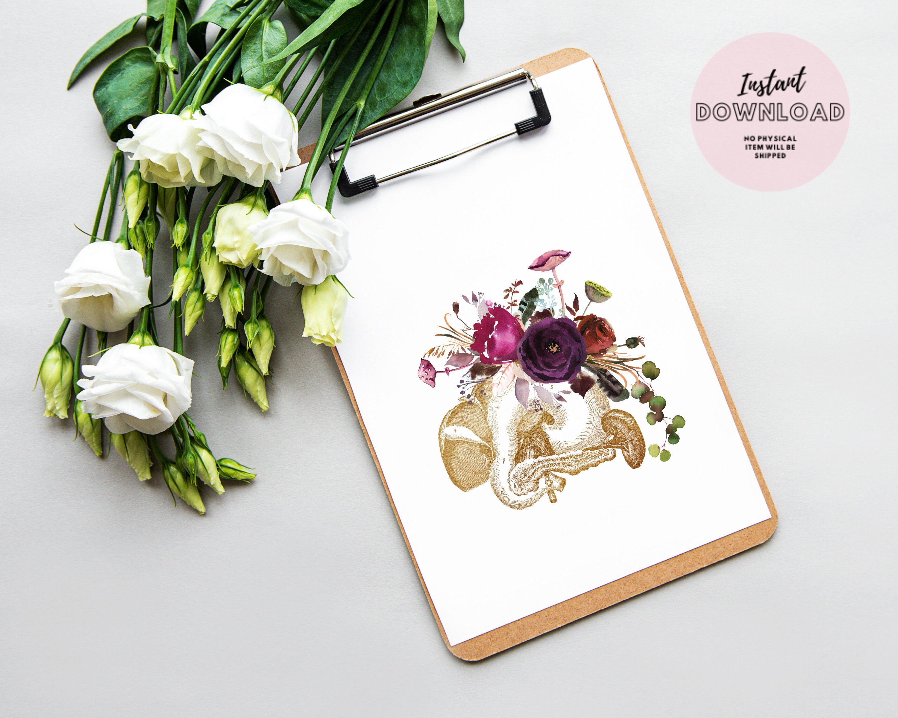 Pancreas Anatomy Print Medical Office Decor Internal Human Anatomical ...