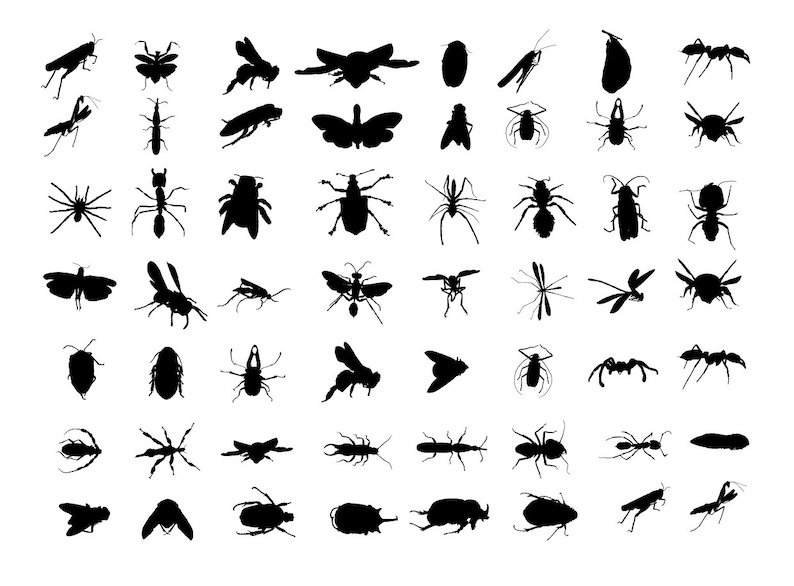 Insect Bundle, SVG, PNG, DXF - Etsy