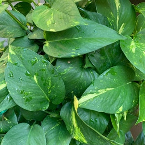 Devil's Ivy- Golden Pothos Cuttings with Established Roots option- READ DESCRIPTION- Live House Plant