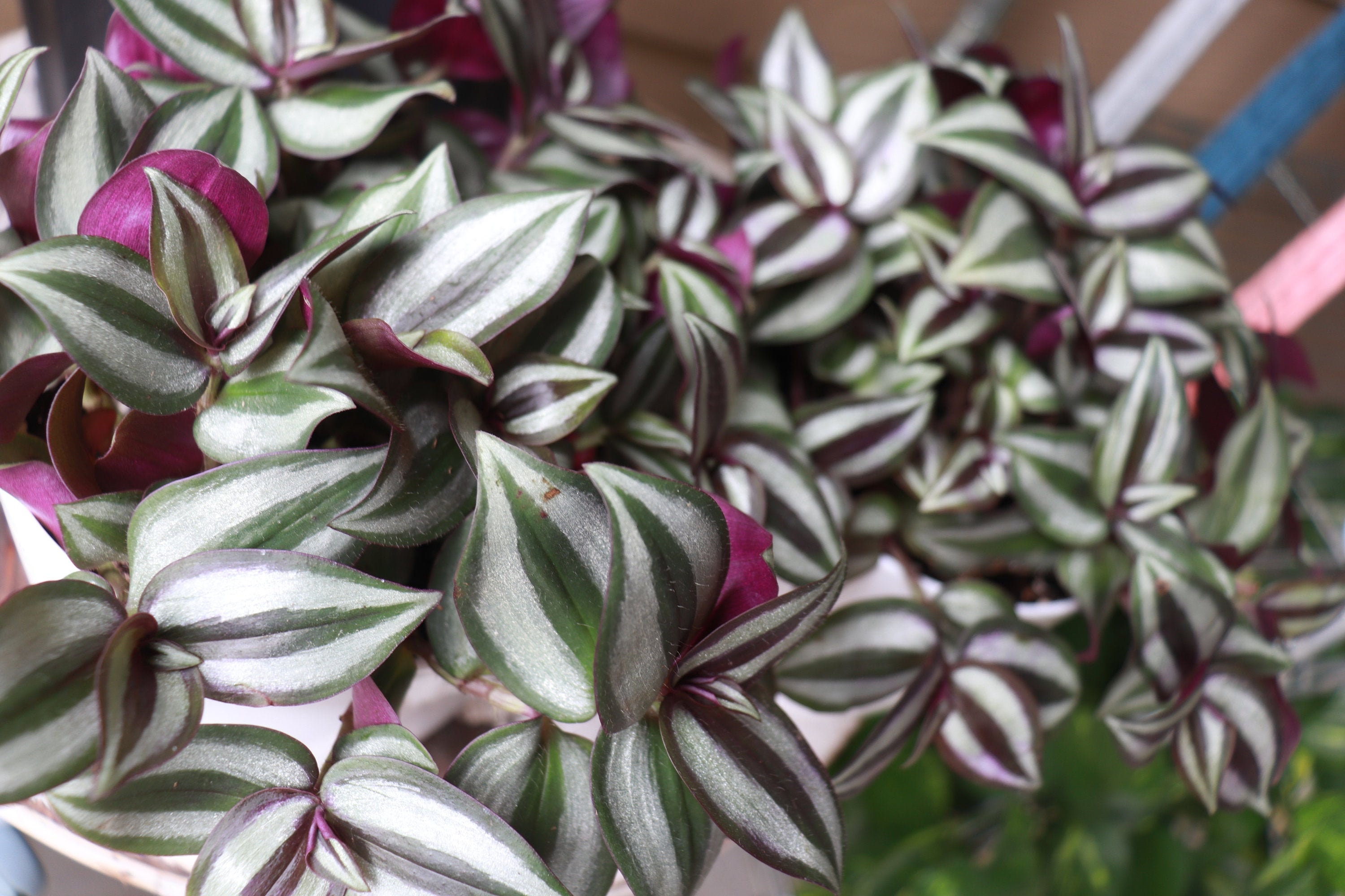 Tradescantia Zebrina Cuttings Lebende Pflanze Wandernde Etsy
