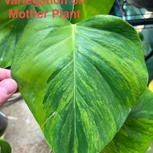 philodendron white princess standort Philodendron White Princess main image 1