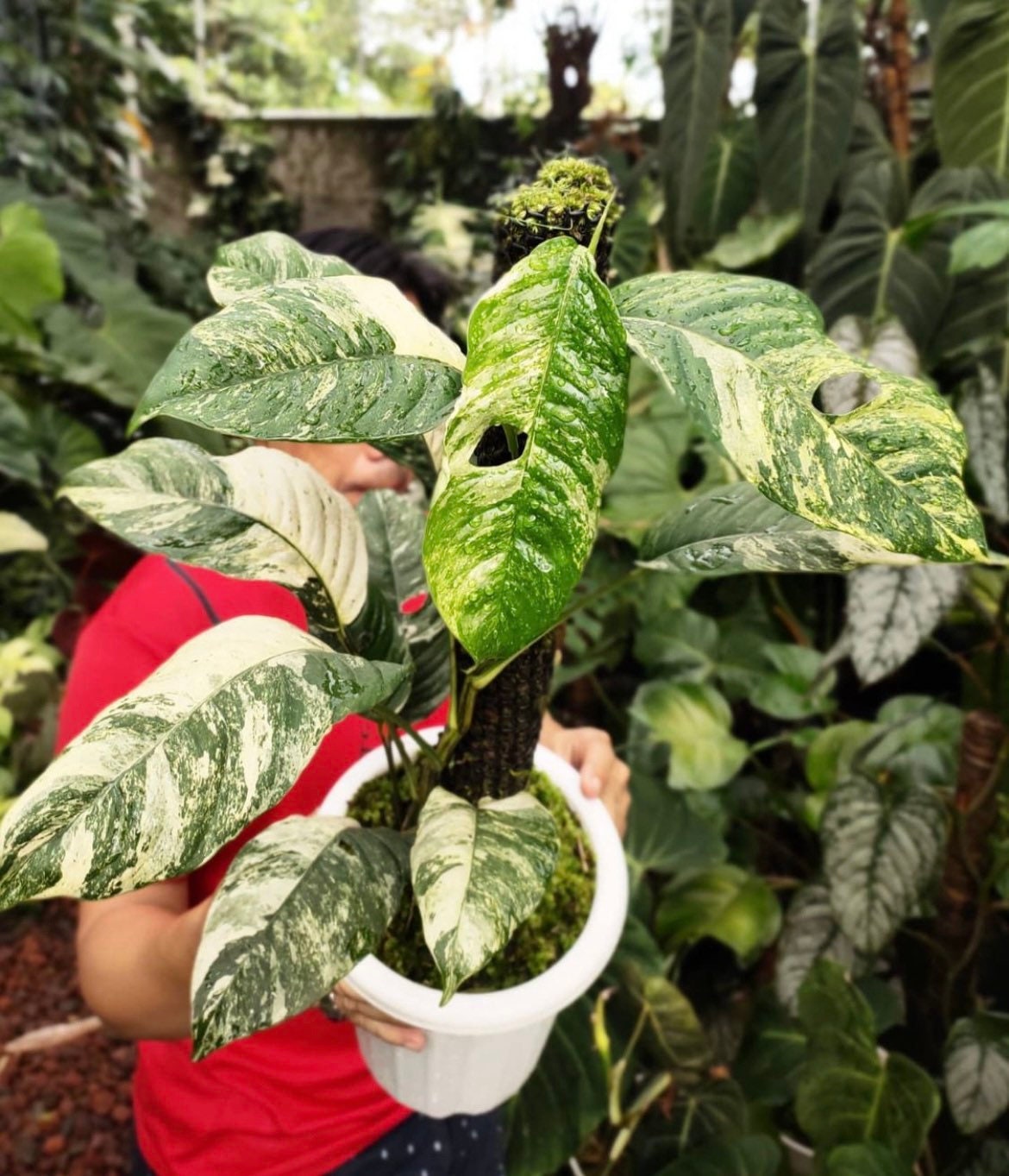 Rhaphidophora puberula variegataラフィドフォラ プベルラ 斑入り