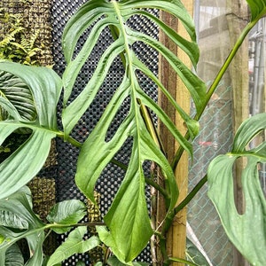 Monstera Praetermissa Starters (Multiple Plants!)