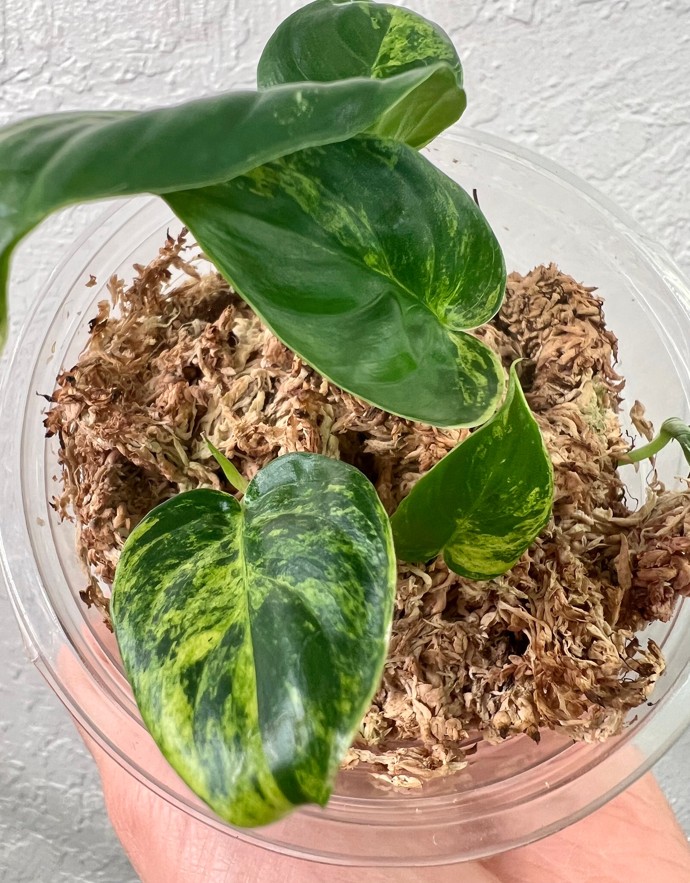 ホマロメナ 斑入り 8月中セール☆ 斑入り ホマロメナ homalomena