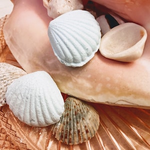 May include: A collection of seashells in various sizes and colors, including a large pink seashell, a smaller white seashell, and several blue and white seashells.