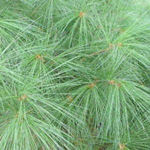 USA GROWN Organic White Pine Needle Tea Fresh Pine Needles For Tea Pine Needle Tea Pine Needles Pinus strobus Suramin image 2