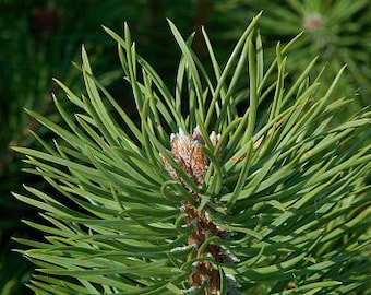 Fresh Organic Pine Needle Tea - USA GROWN - Pinus sylvestris - Picked Fresh to order - Scots Pine Tea - suramin- Shikimic Acid - Pine Tea
