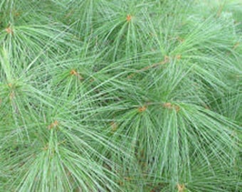 SALE - BULK White Pine Needle Tea (Pinus strobus) - 1Lb Wholesale Pine Tea