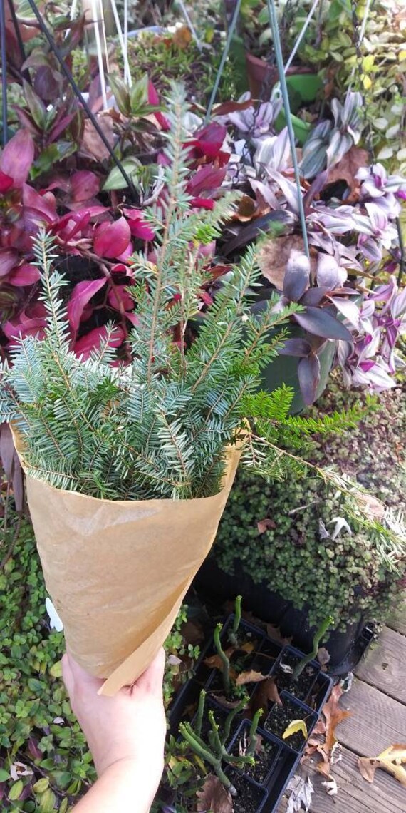 Fresh Cut Evergreen Branches Choose From White Pine Scots Etsy