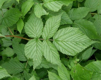 Dried Raspberry Leaf for tea - Rubus idaeus c/s  - Choose Weight!