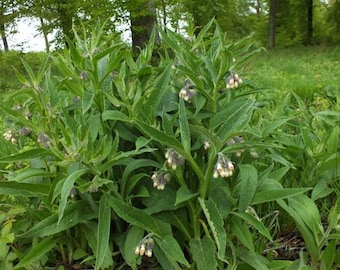 Dried Comfrey Leaf - Symphytum officinalis - For Tea, Salves, etc.