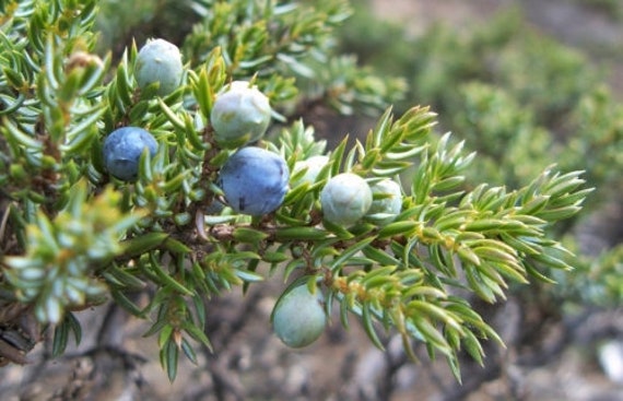 Dried Juniper Berries Juniperus Communis Dried Fruit Tea Herbal Blends  Evergreen Tea 