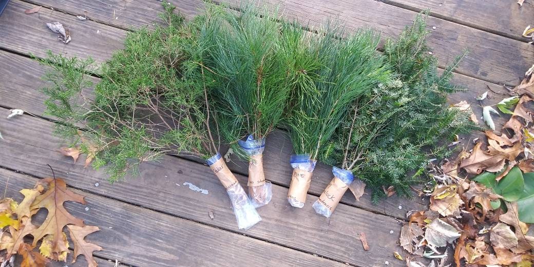 Fresh Cut Evergreen Branches Choose From White Pine Scots Etsy