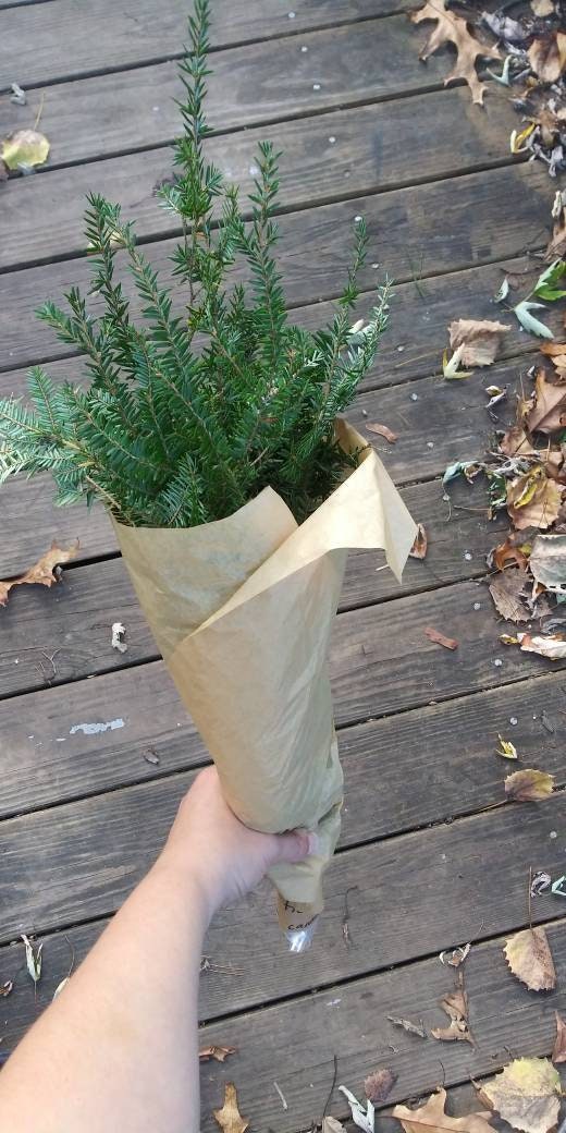 Fresh Cut Evergreen Branches Choose From White Pine Scots Etsy