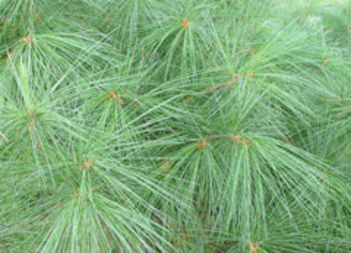 USA GROWN Organic White Pine Needle Tea Fresh Pine Needles Etsy