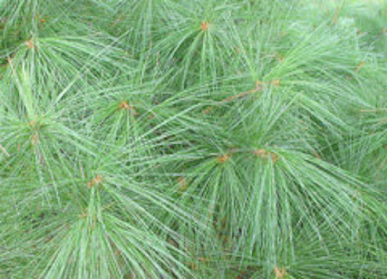White Pine Needles for Tea Fresh Pine Needle Tea USA GROWN Etsy