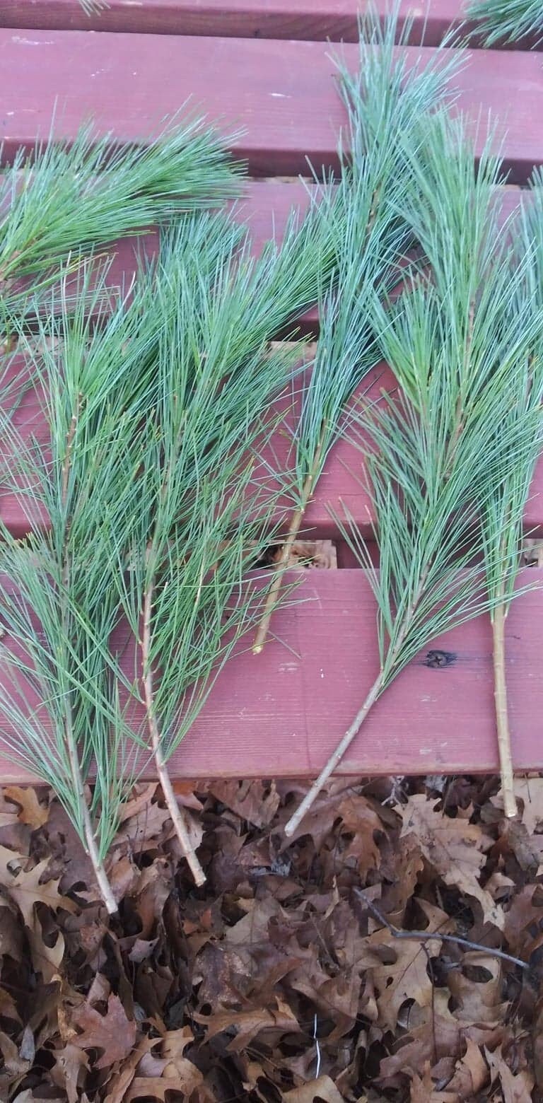 Fresh Cut Evergreen Branches Choose From White Pine Scots Etsy